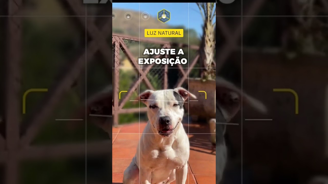 COMO TIRAR FOTOS DO SEU CACHORRO #fotografando  #dicafotografia #fotografia #dicadefotografo
