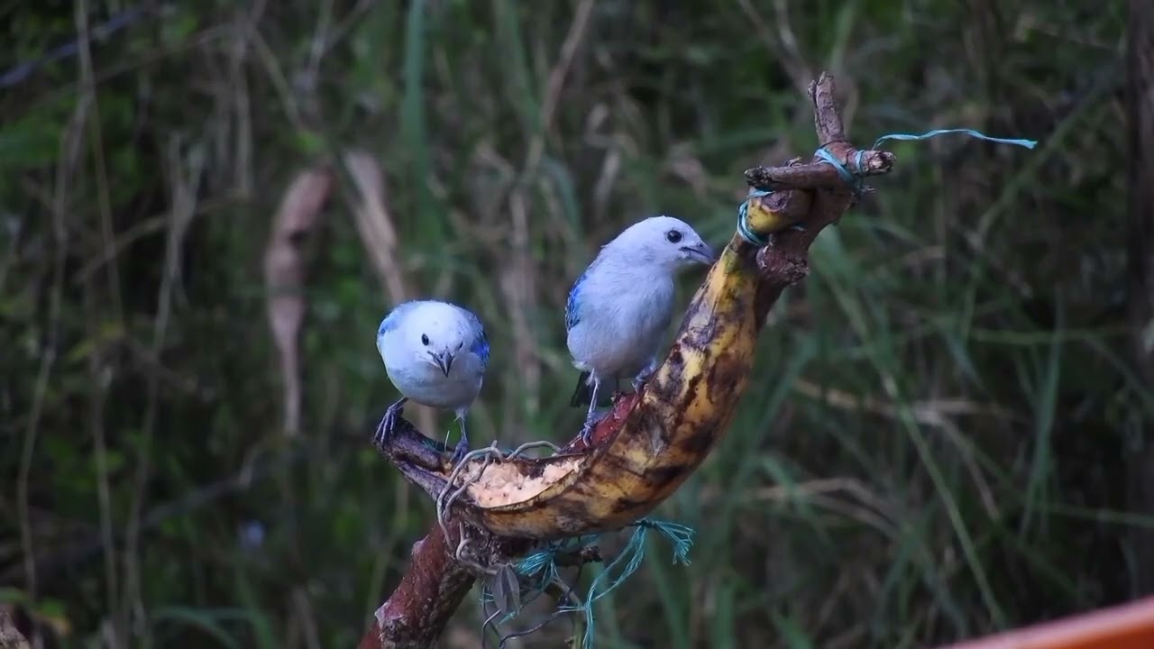 The Most Stunning Nature and Relaxing Bird 🐦 Sounds 