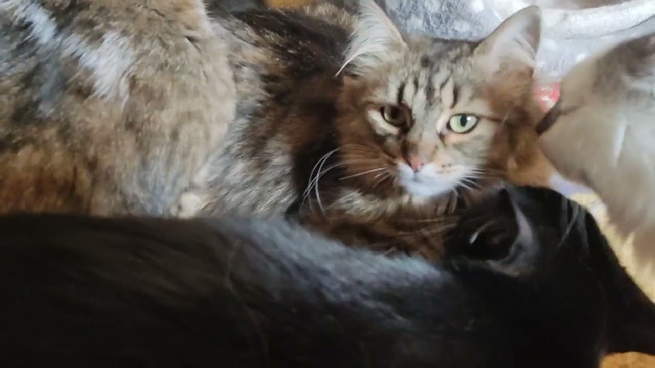 Cat council suddenly cancelled