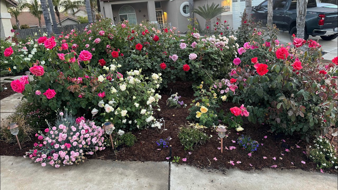 Rose Garden Tour! Spring 2024 Part I Front Yard