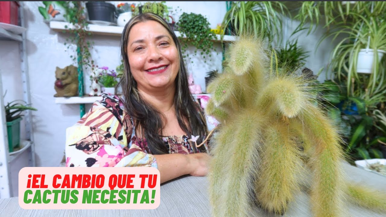 Revive tu Cactus Cola de Mono! El Secreto para una Explosión de Ramas Verdes
