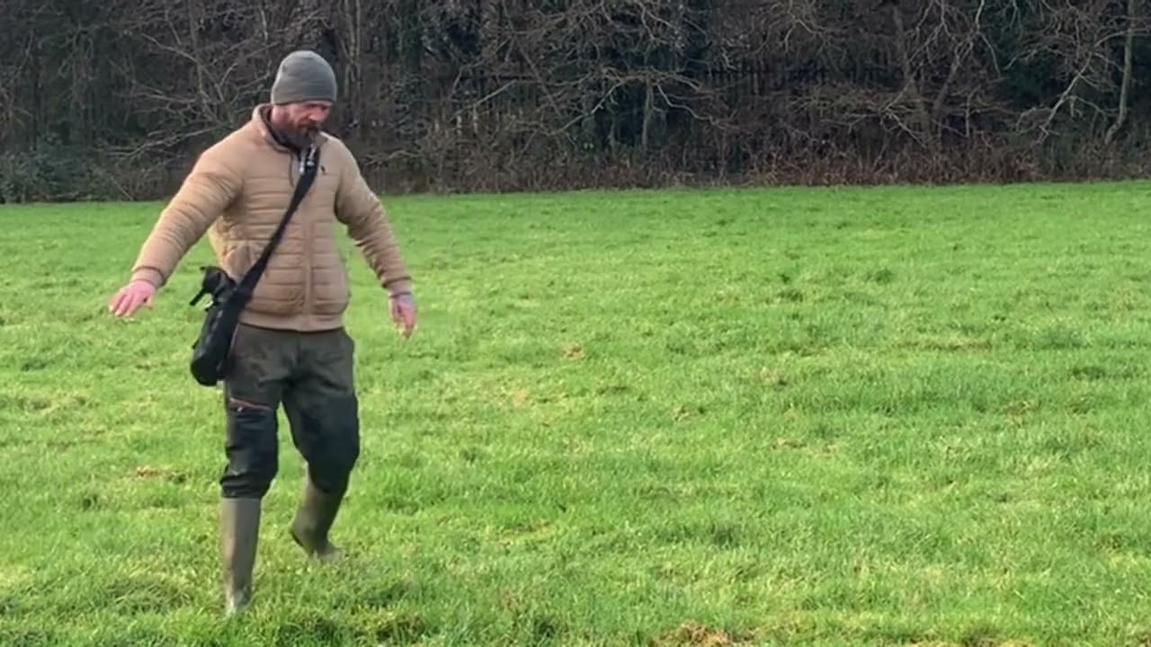 Gun dog direction training working cocker spaniel