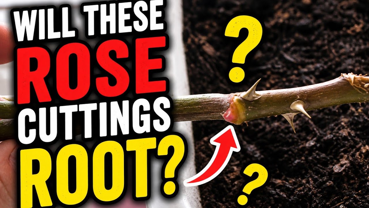 Will These Rose Cuttings Root? | Beginner Propagation in Zone 9a Louisiana Garden
