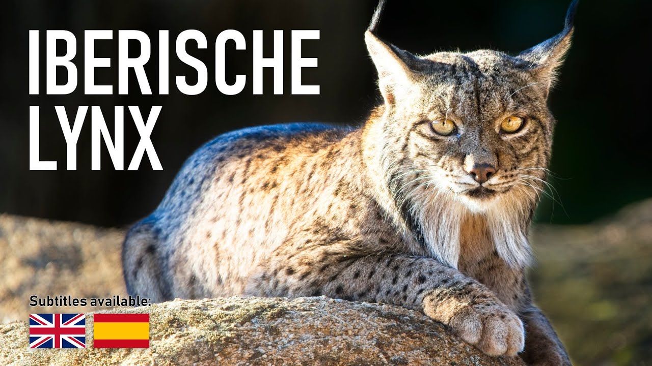 Iberische lynx: beter wordt het niet. 🐱🐾