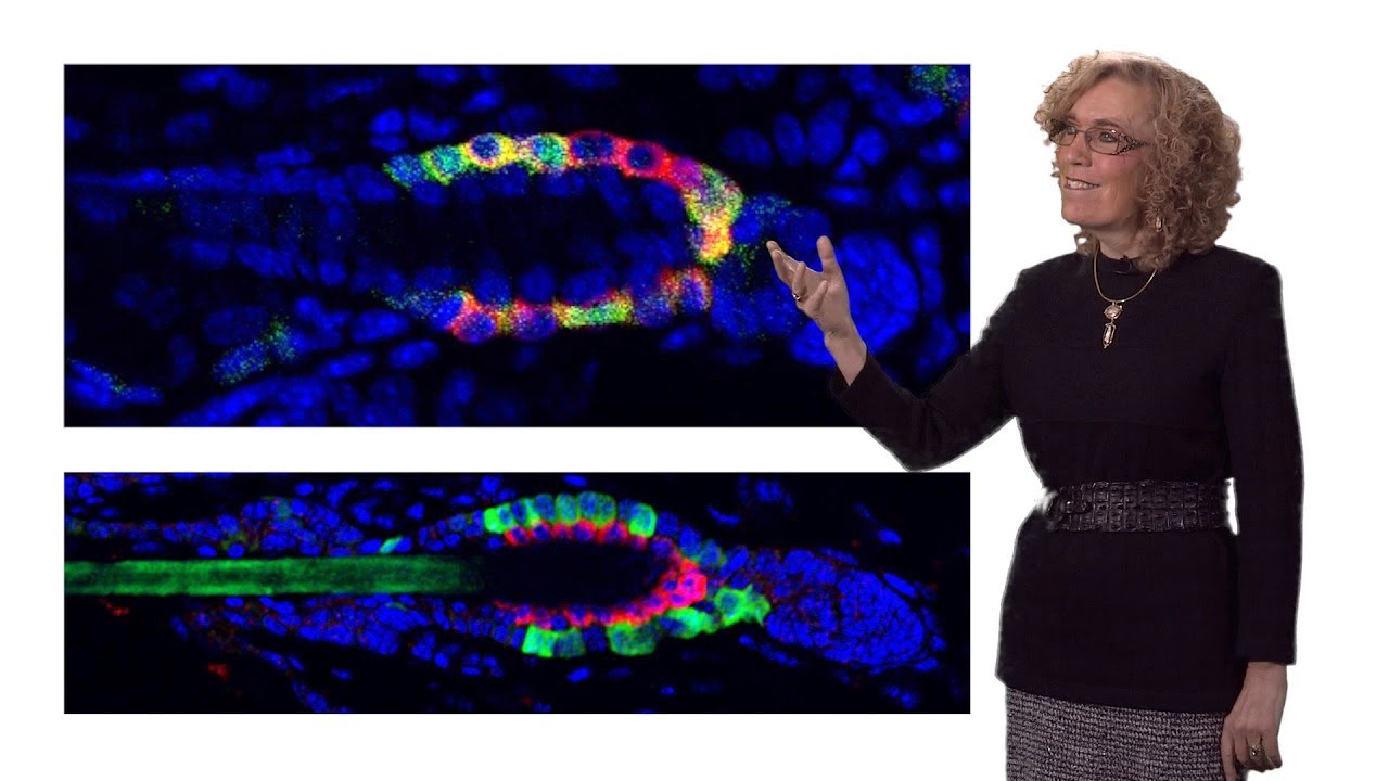 Elaine Fuchs (Rockefeller, HHMI) 2: Tapping the Potential of Adult Skin Stem Cells