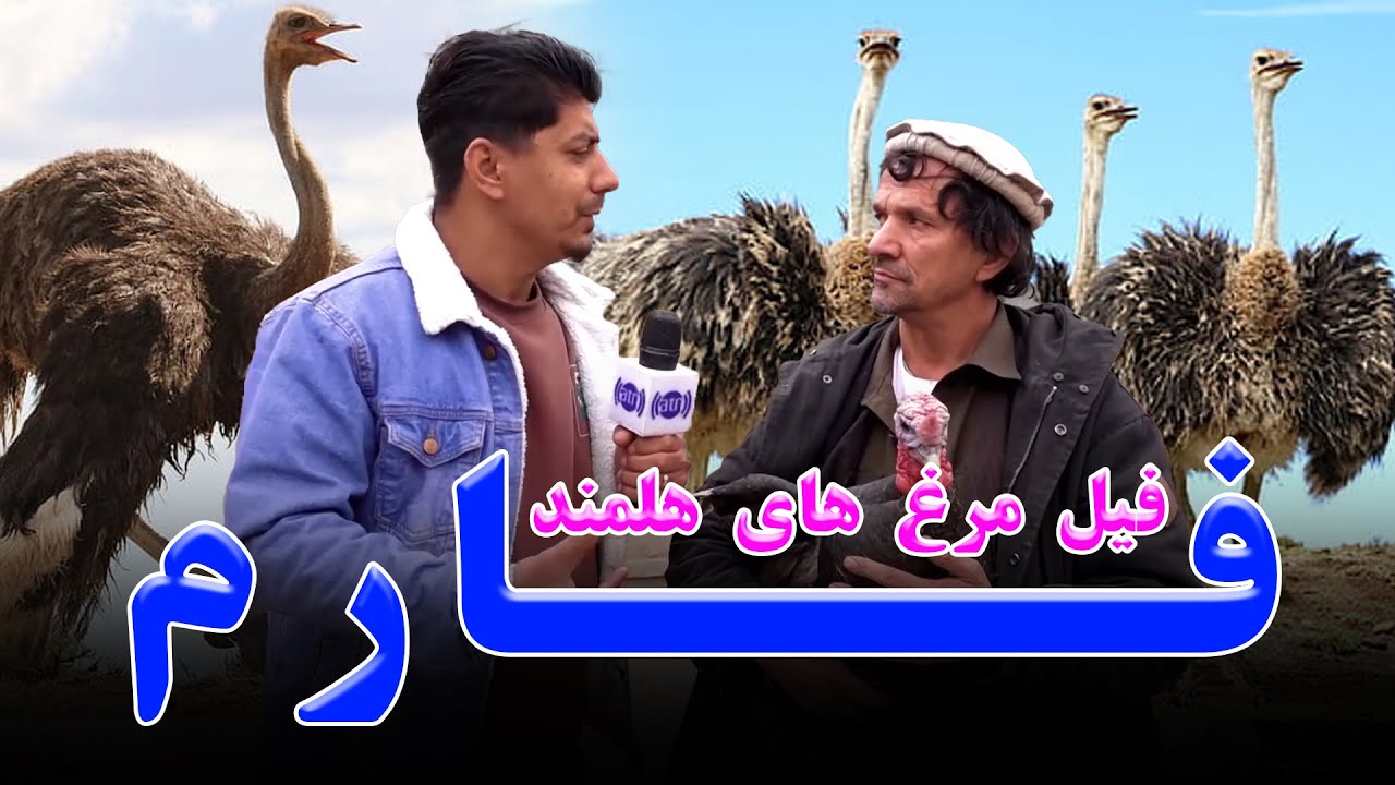 Helmandi turkeys farm  / فارم فیلمرغ های هلمندی