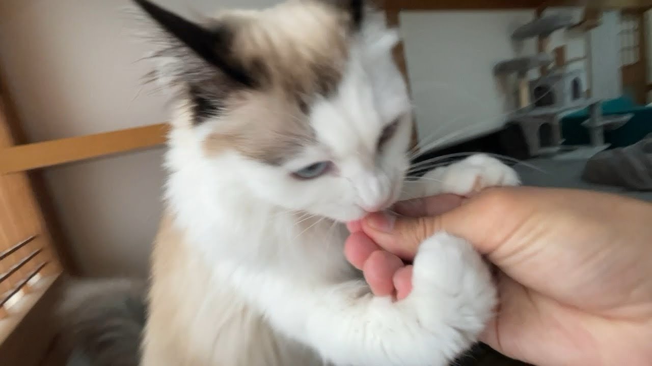 おやつを食べる時ミニゴジラになる子猫すーちゃん