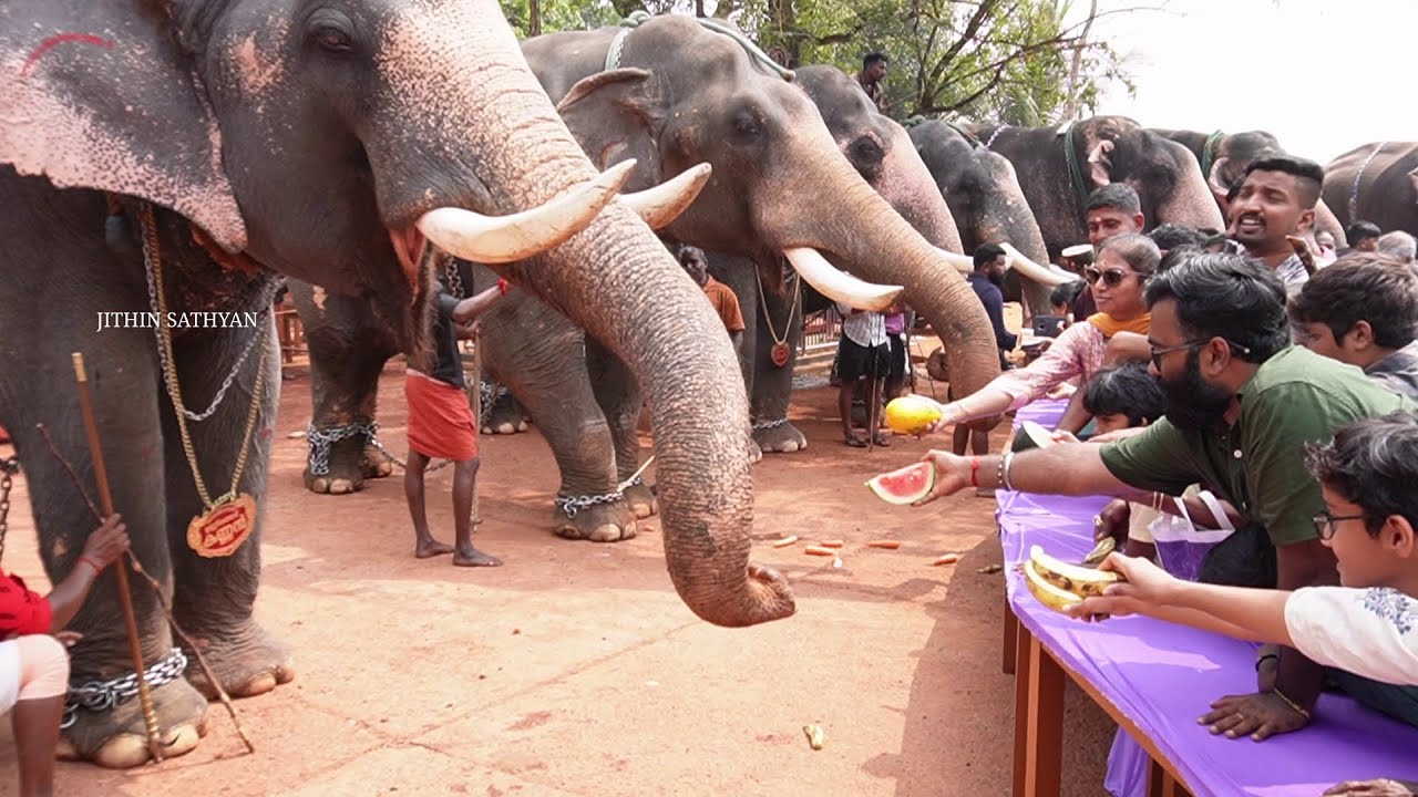 Aanayoottu at anayadi narasimha swamy temple 2026