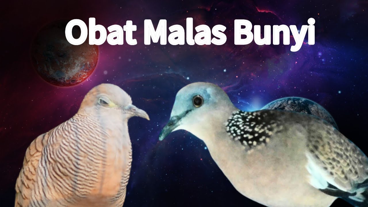 Perkutut Gacor Suara Besar Ngerol Vs Tekukur Gayer. Pancingan Jos