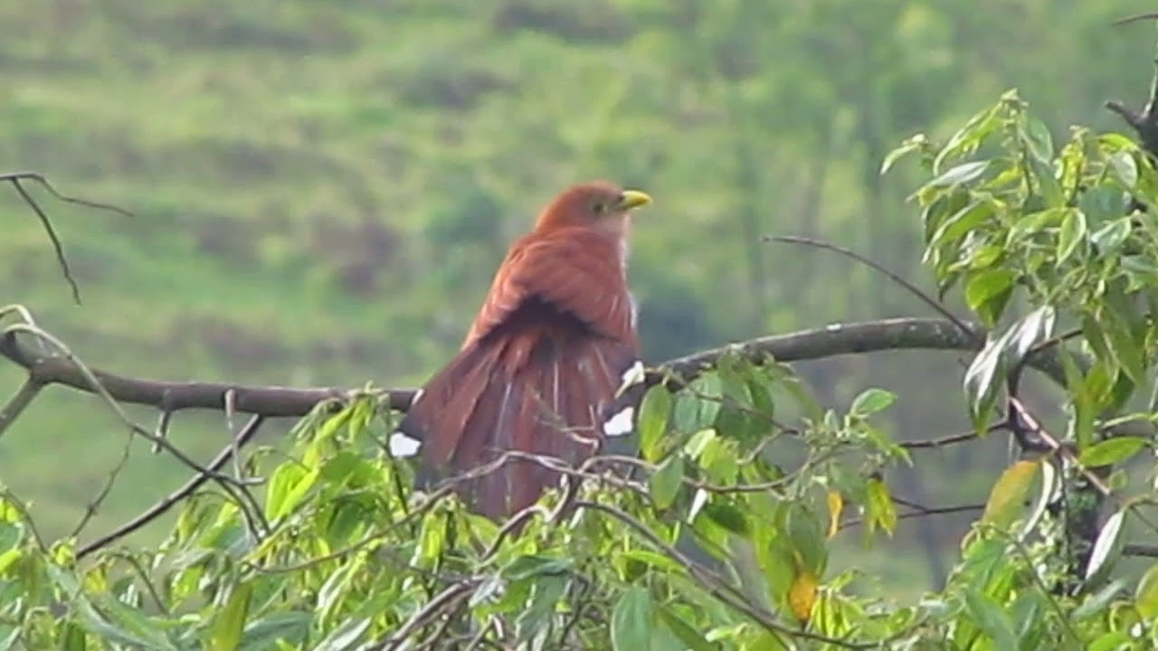cuco ardilla - piaya cayana