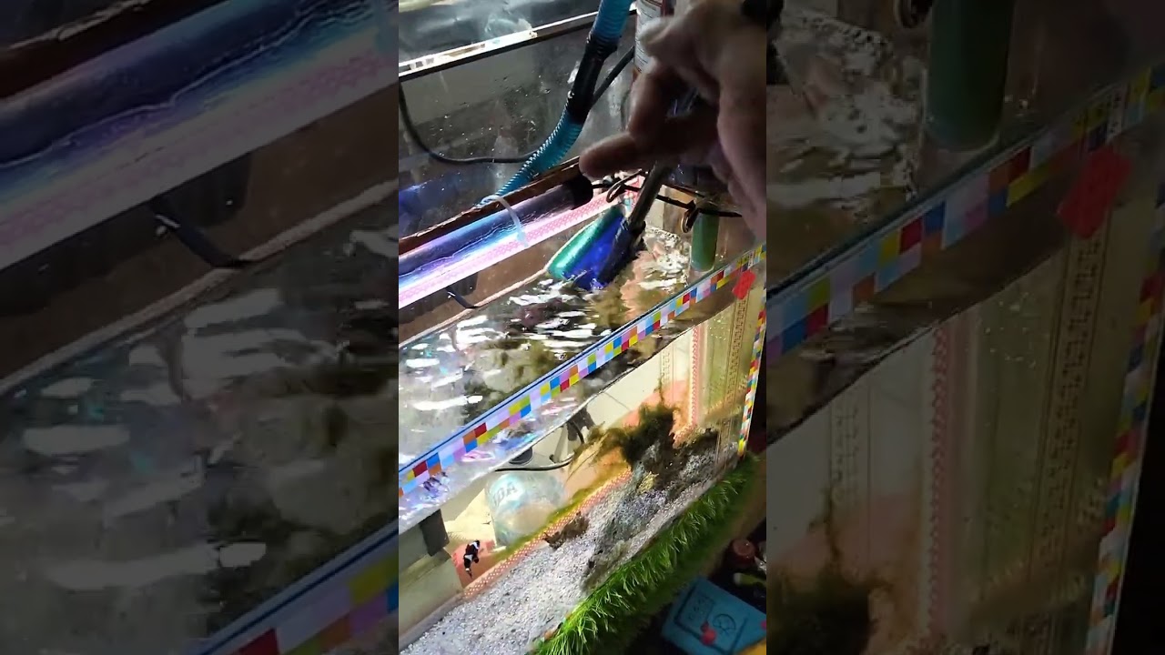 Pembersih aquarium rekometd...