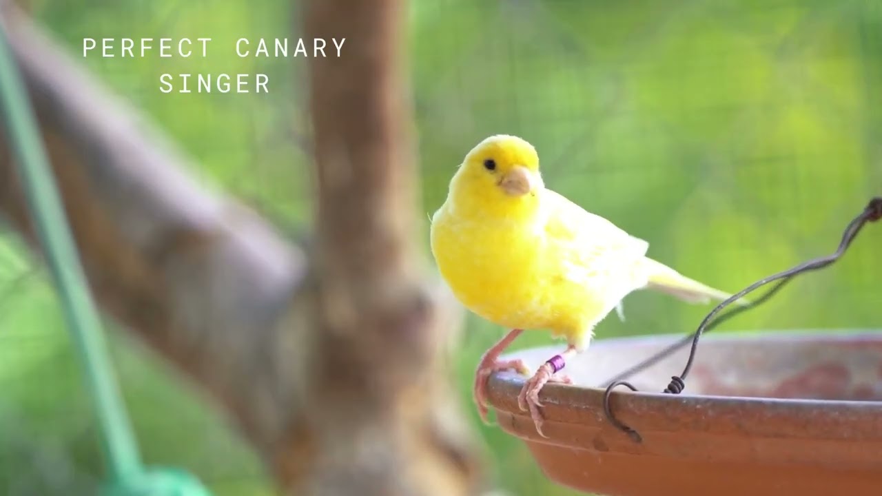 Canary’s Most Powerful Song 2025‼️ Best Singing Performance