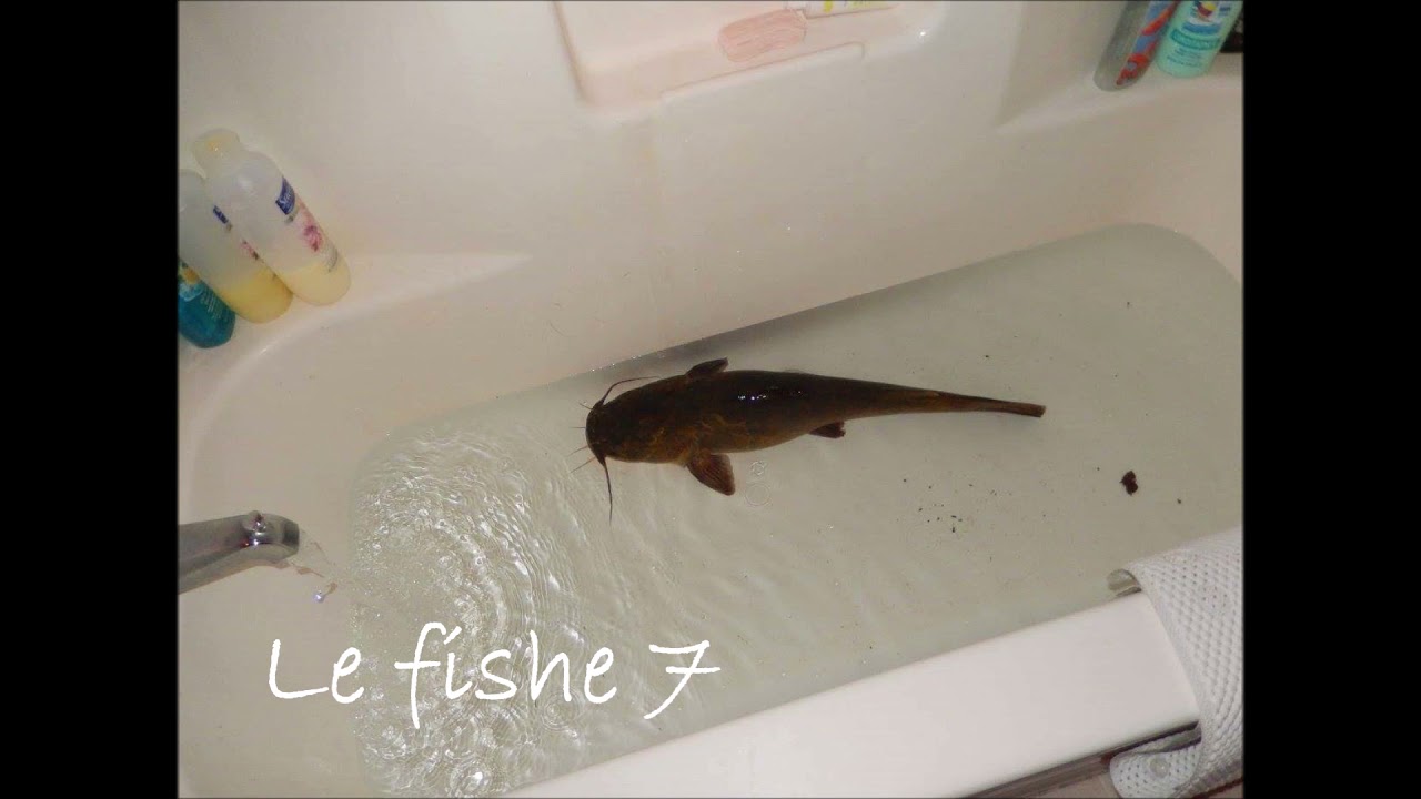 Le fishe 7