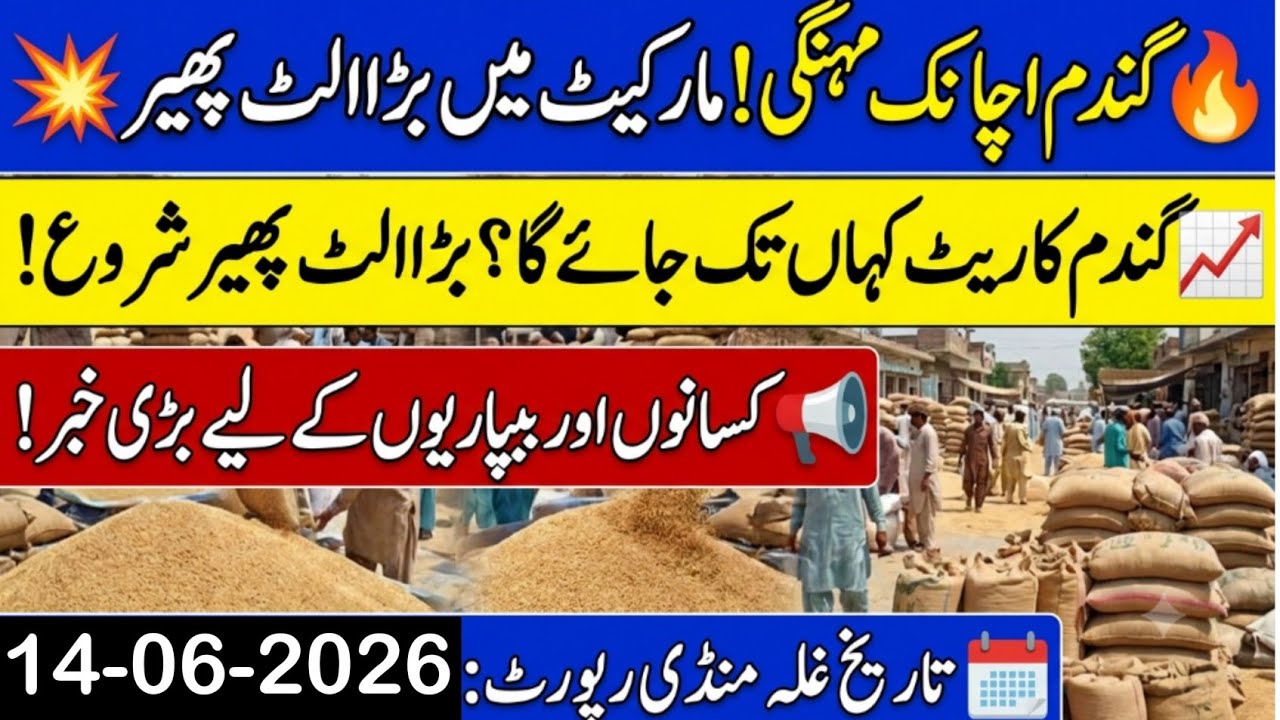 Today Wheat Price in Punjab 😲/Gundam kay Rates Today 2026/munji makki till sarso/Galla mandi rate 