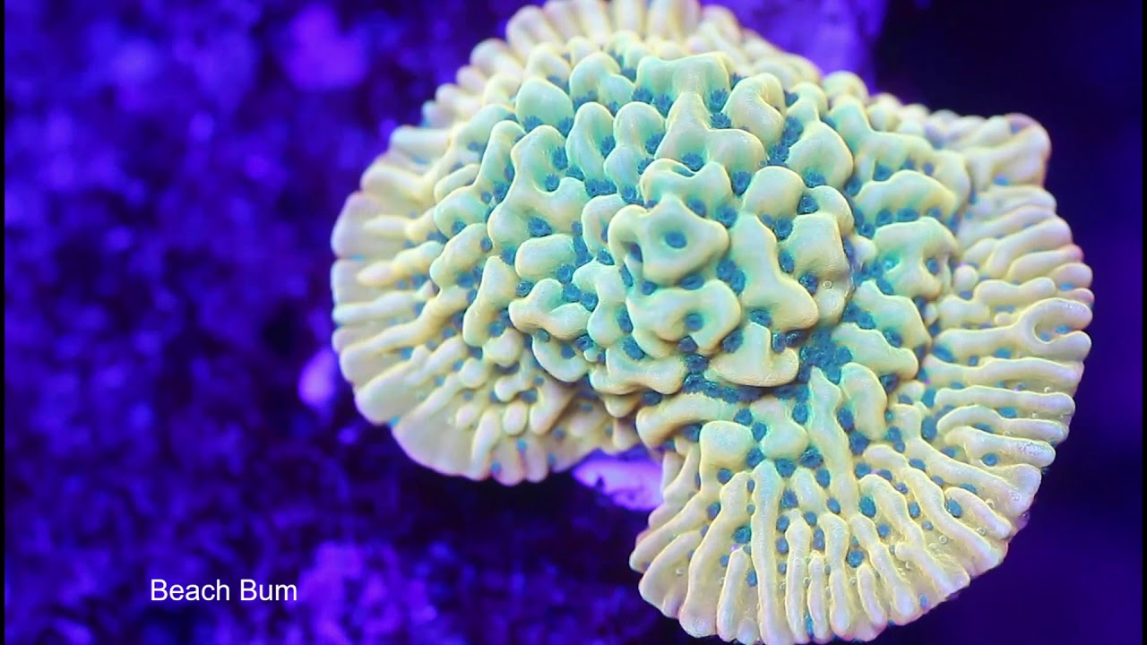 Rob's 450g SPS Dominated Reef Tank