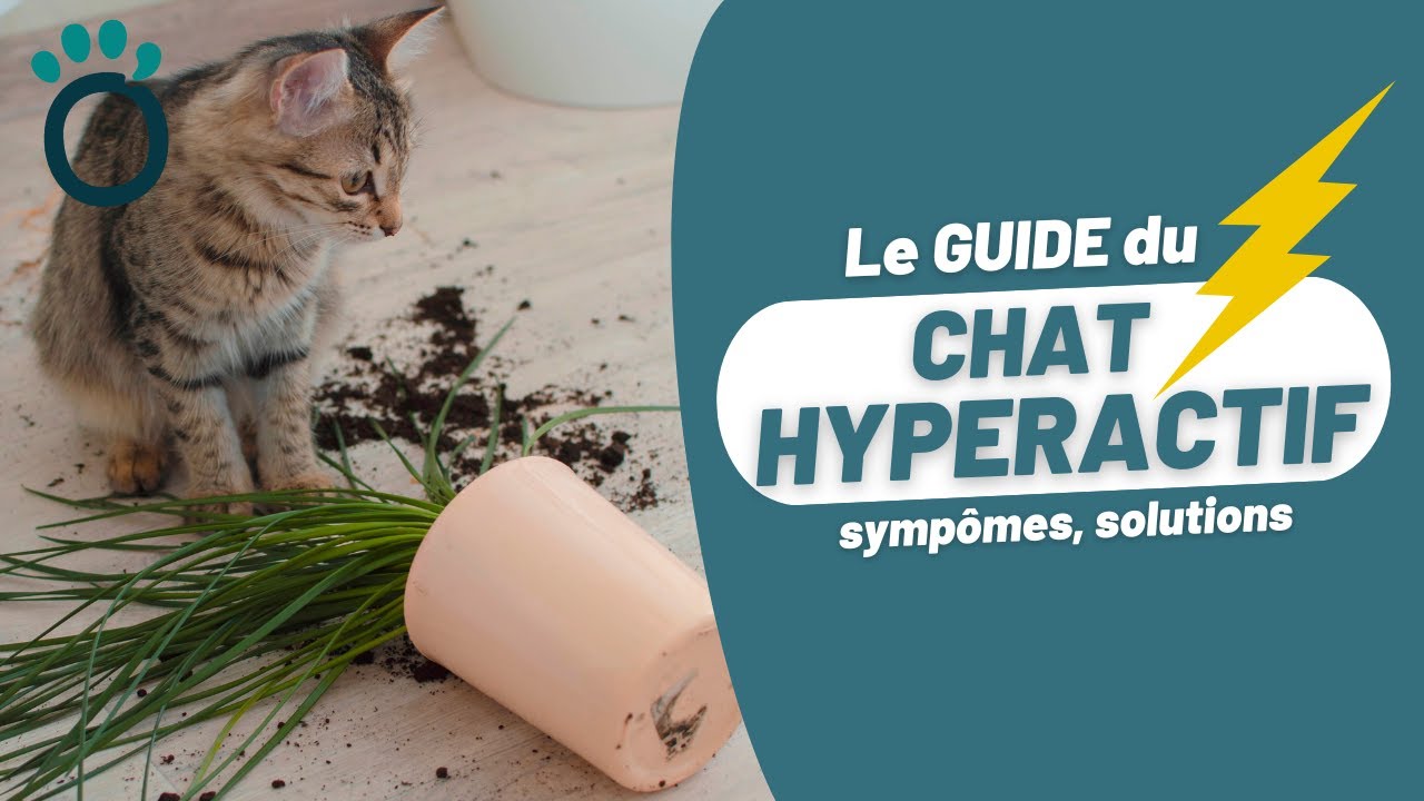Comment G&Eacute;RER un CHAT HYPERACTIF ?