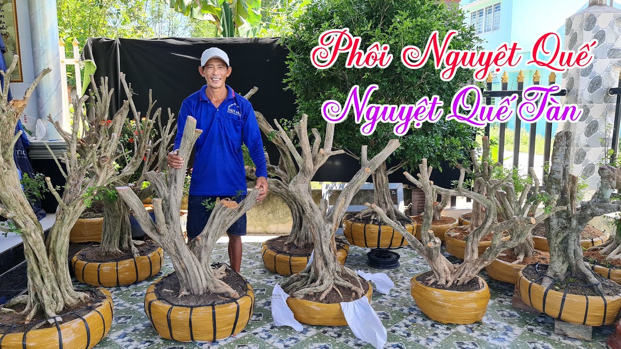 |O949-866-O39| Bán 15 phôi Nguyệt Quế Lá Trung Bông Chùm Thơm - ManhTuong 23/7 - LTK Bonsai