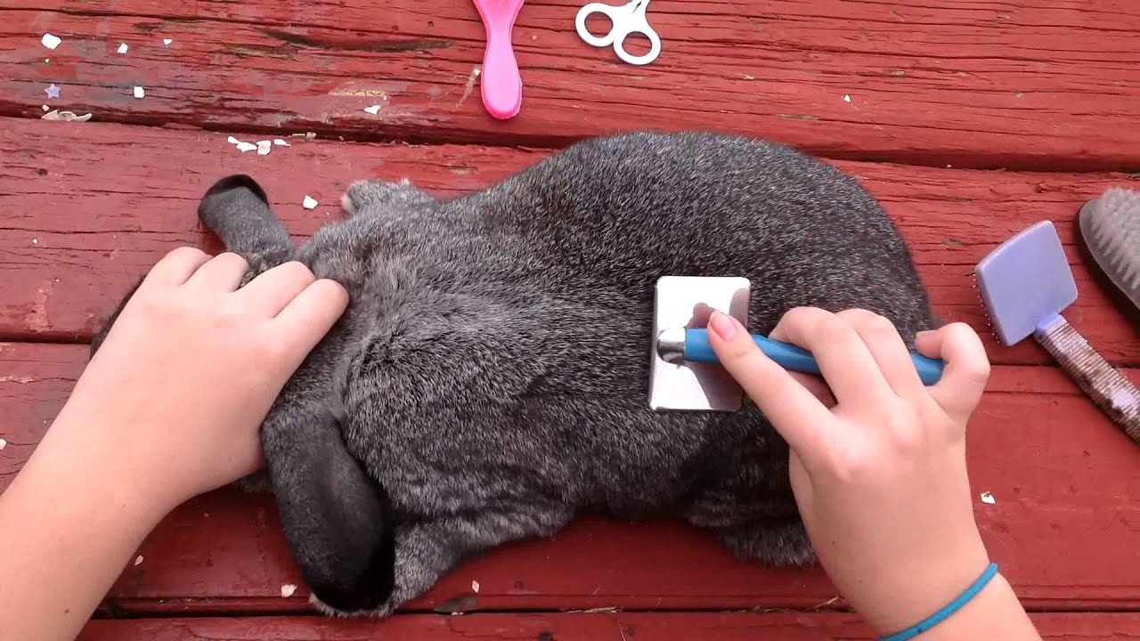 How to prepare a rabbit for show.