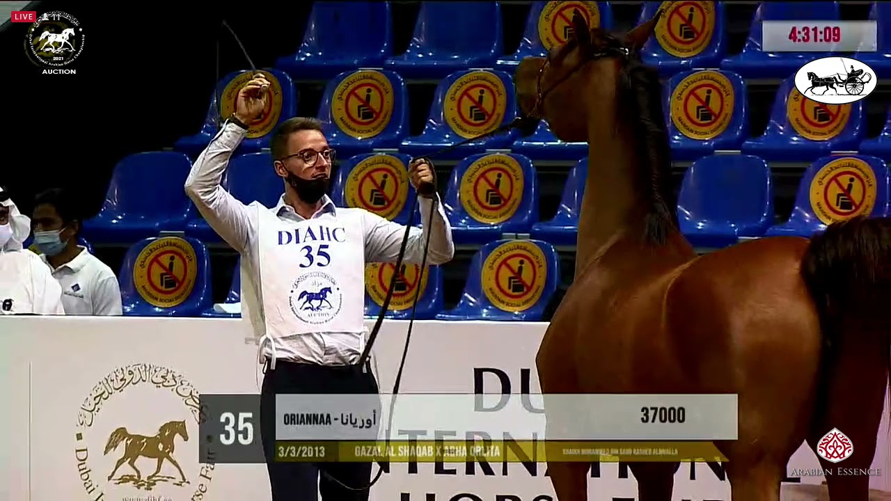 Dubai Int  Arabian Horse Championship 2021 - AUCTION - Part 3