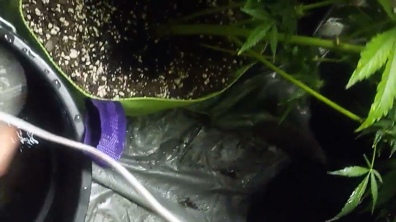auto marijuana plants from start to finish 6 week flowering
