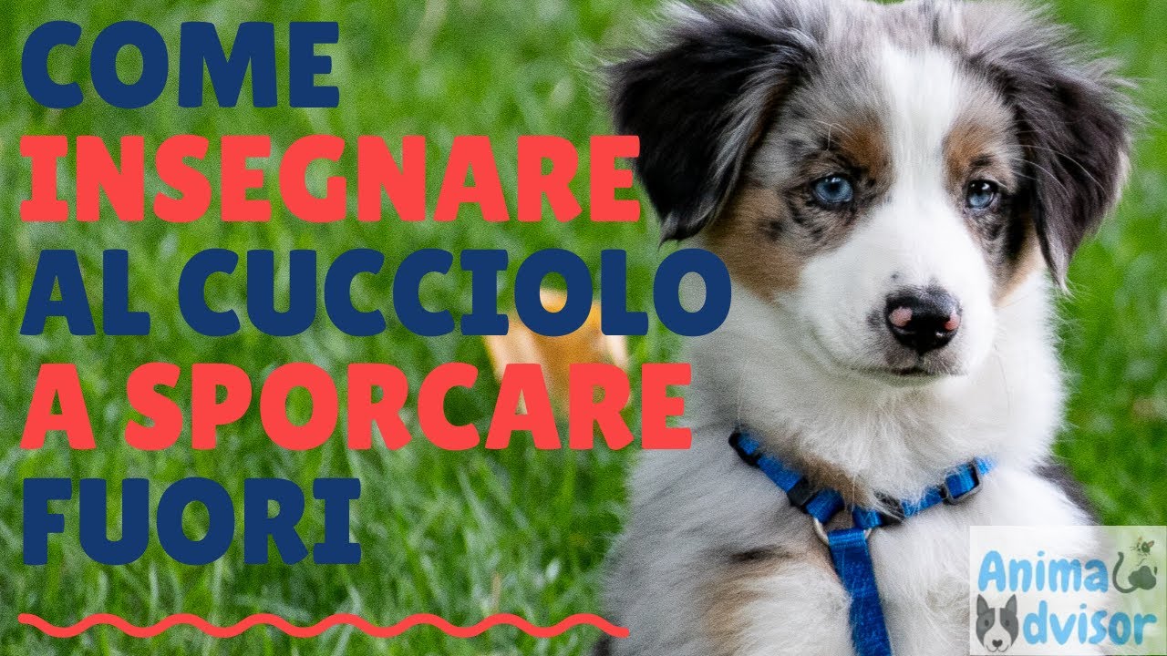 COME INSEGNARE AL CUCCIOLO A FARE I BISOGNI FUORI CASA: Suggerimenti Pratici Davvero Efficaci!