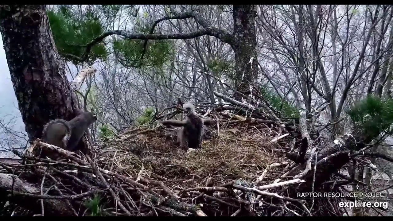 Trempealeau Eagles : TE3 defend the nest against the squirrel (explore.org 04 29 2025)