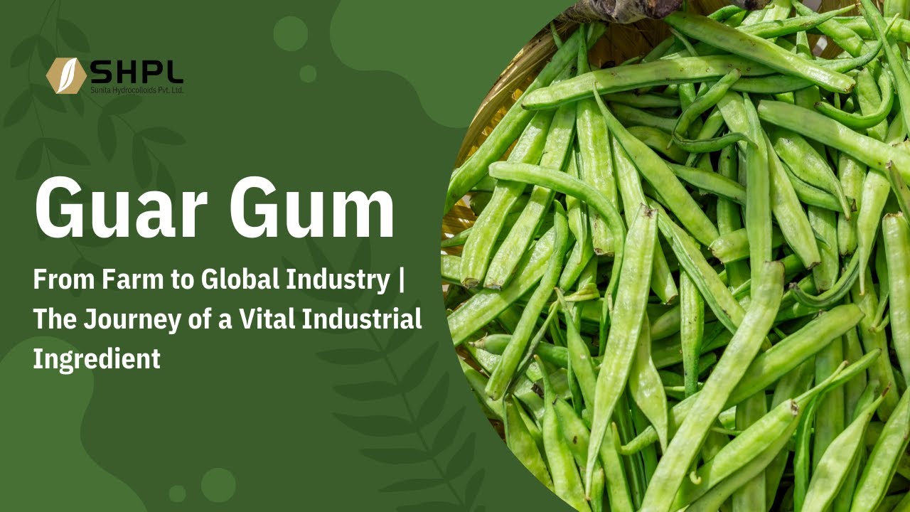 Guar Gum: From Farm to Global Industry | The Journey of a Vital Industrial Ingredient