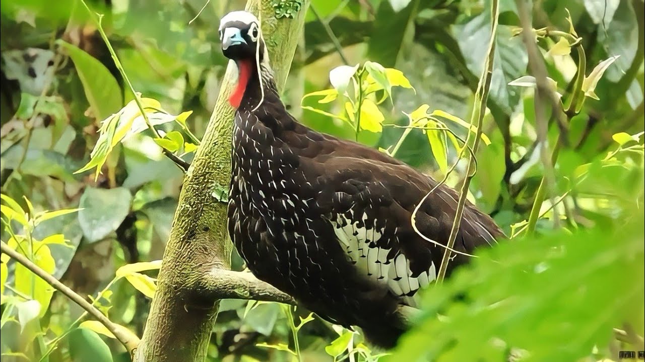 5 AVES MAIS LINDAS NATIVAS DO BRASIL