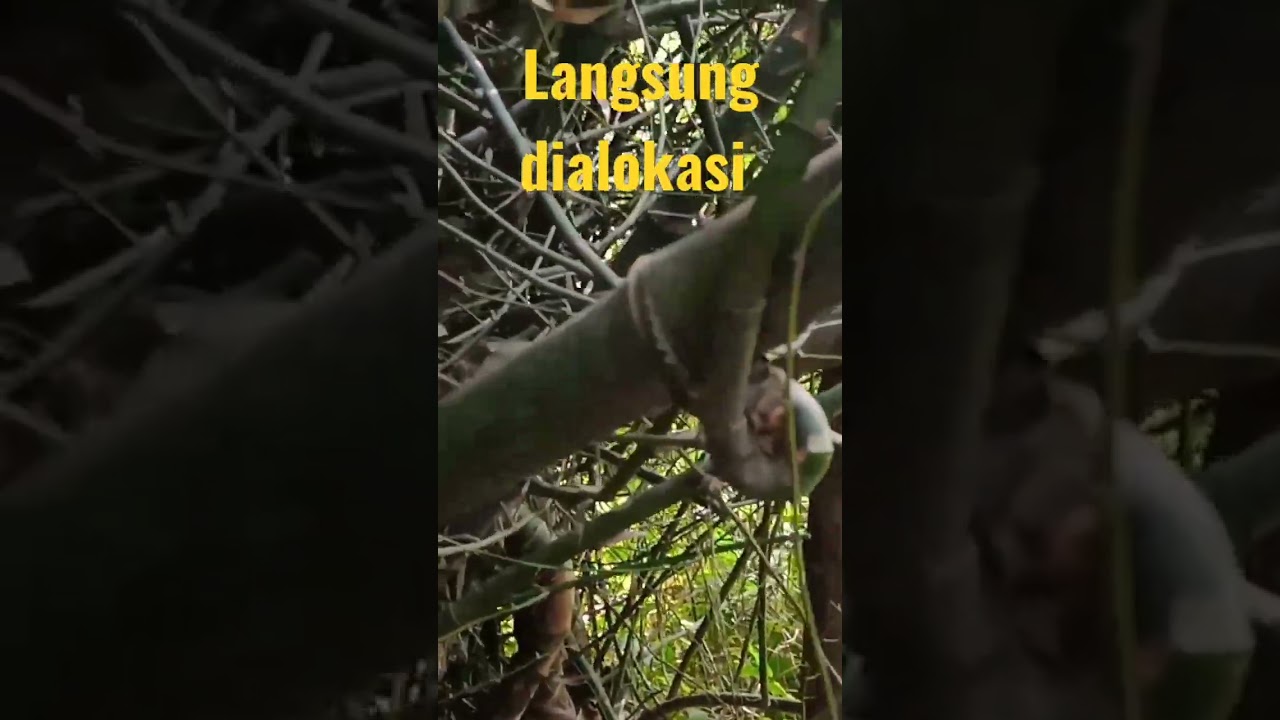 BAMBU kurung super unik#shortvideo #Bambu kurung di lokasi