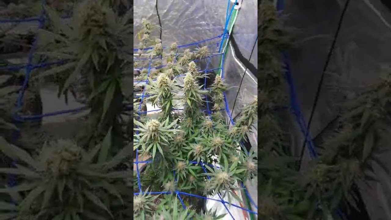 Viparspectra xs2000. 5by5 pre harvest.