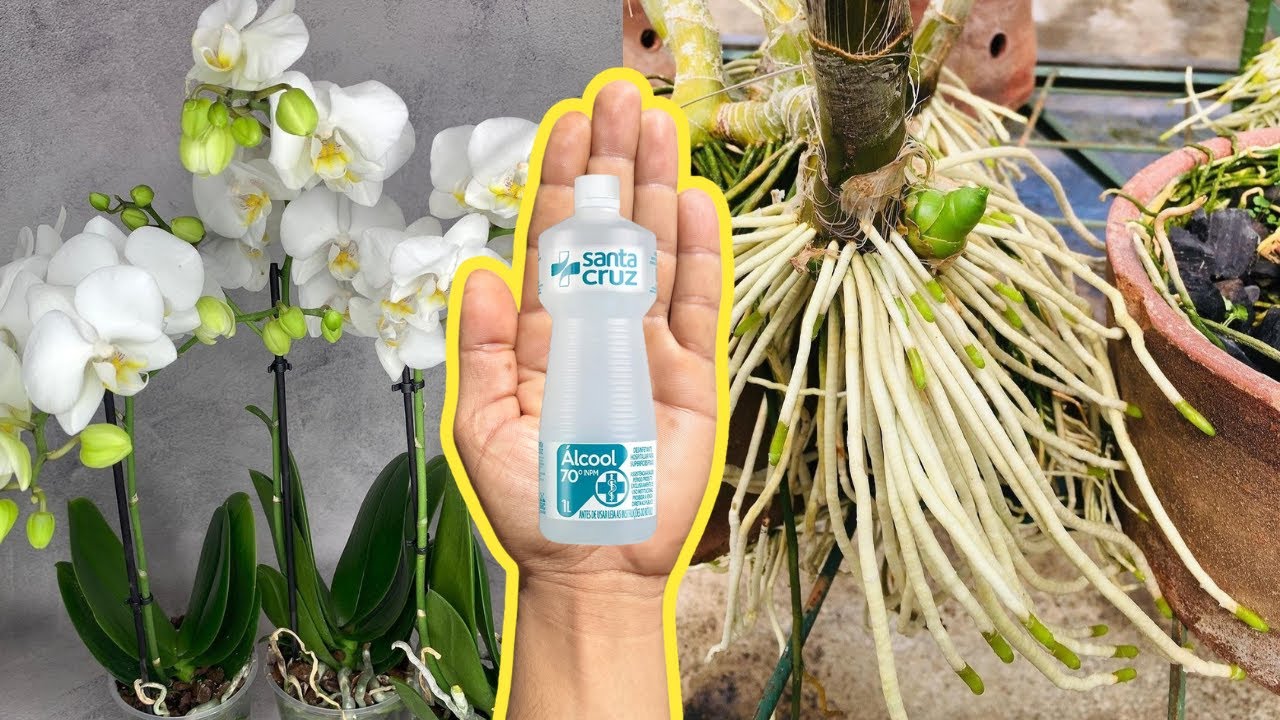APLIQUE ÁLCOOL NAS ORQUÍDEAS E VEJA O RESULTADO INCRÍVEL ACONTECER