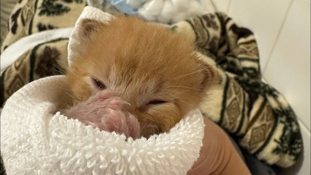 This Rescued Kitten Stole My Heart ❤️