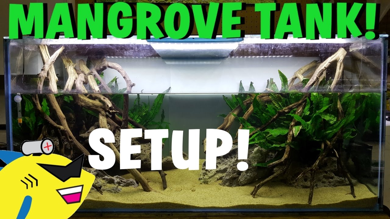 MANGROVE STYLE AQUARIUM SETUP! NEW TANK Pt.2