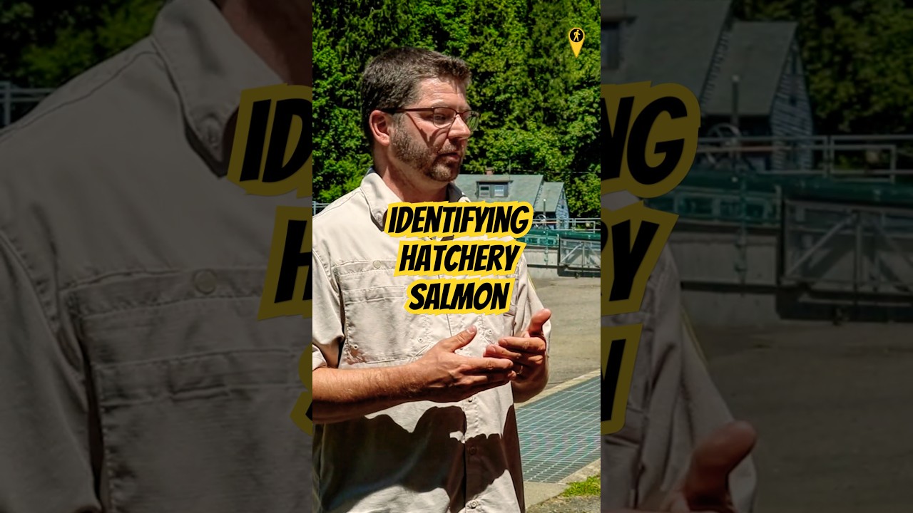 How To Identify Hatchery Fish Vs. Wild Salmon