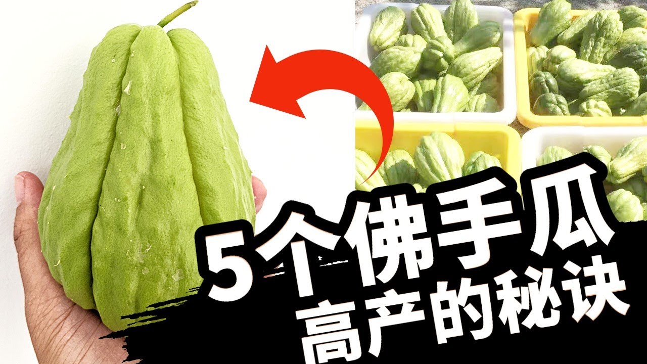 佛手瓜这样种，想不高产都难。How to grow chayote.