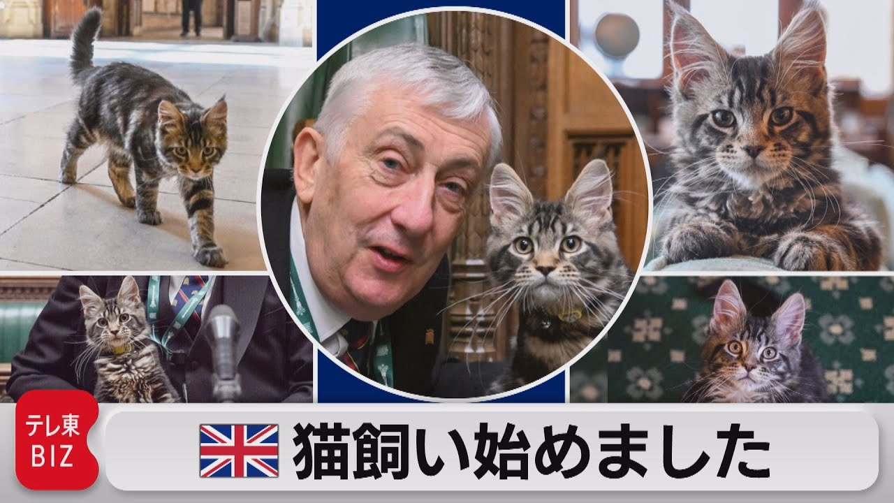 議事堂内で、猫 飼い始めました。イギリス“公務員猫”に新メンバー？（2022年6月23日）