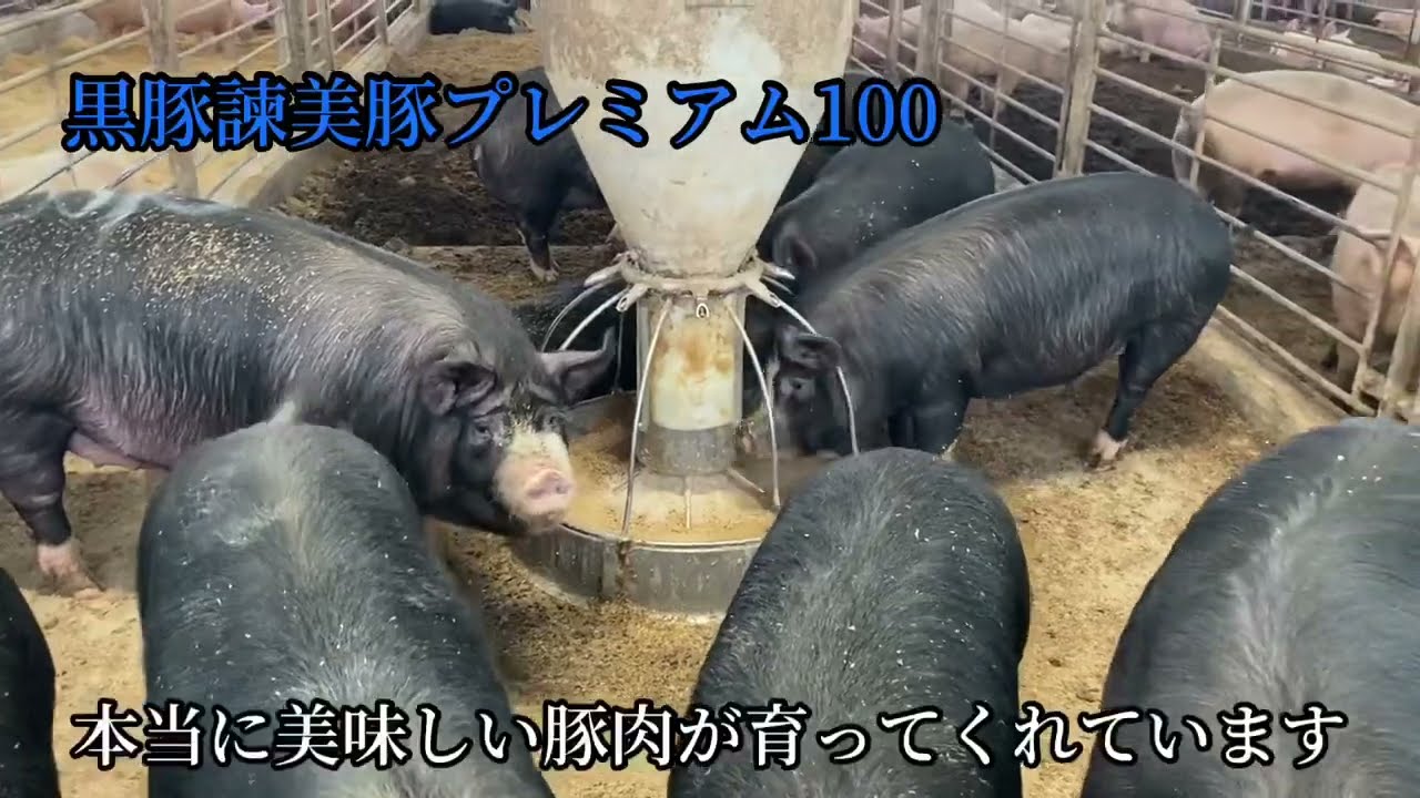 ブランド豚・諫美豚(かんびとん)のこだわりのエサ、違いについて🐷＃黒豚＃米豚＃六白豚