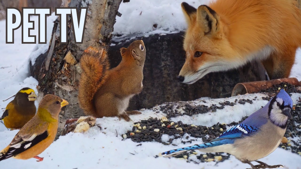 A Curious Fox & Friends 🦊 Relaxing Nature for Cats, Dogs & People - Dog TV • Cat TV
