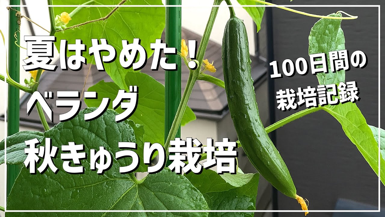 【猛暑を避ける！】ベランダで秋に100日間きゅうり栽培したら●本収穫できた！ / 秋きゅうり / 秋の家庭菜園 / タネから育てる