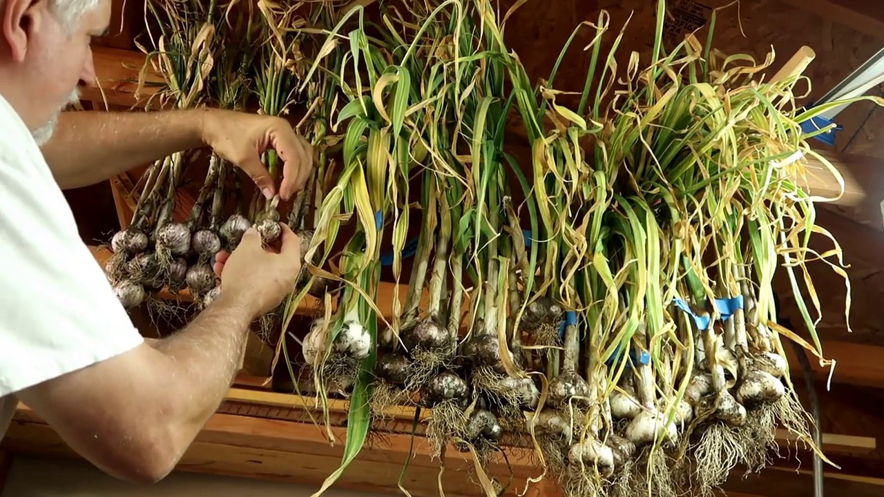 Harvesting and Curing Garlic