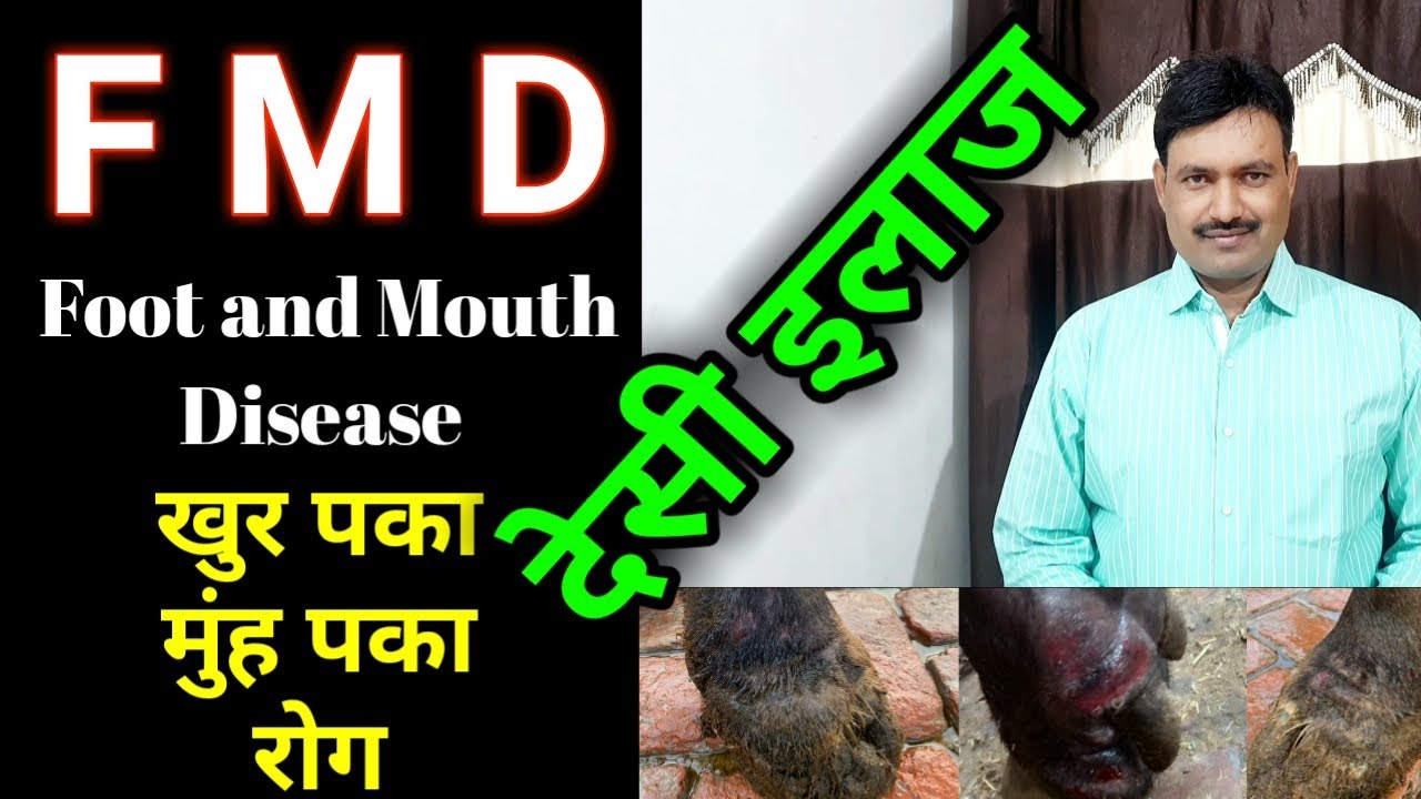 खुर पका मुंह पका रोग का घरेलू उपचार देसी इलाज foot and mouth F M D disease in cattle animals treatm