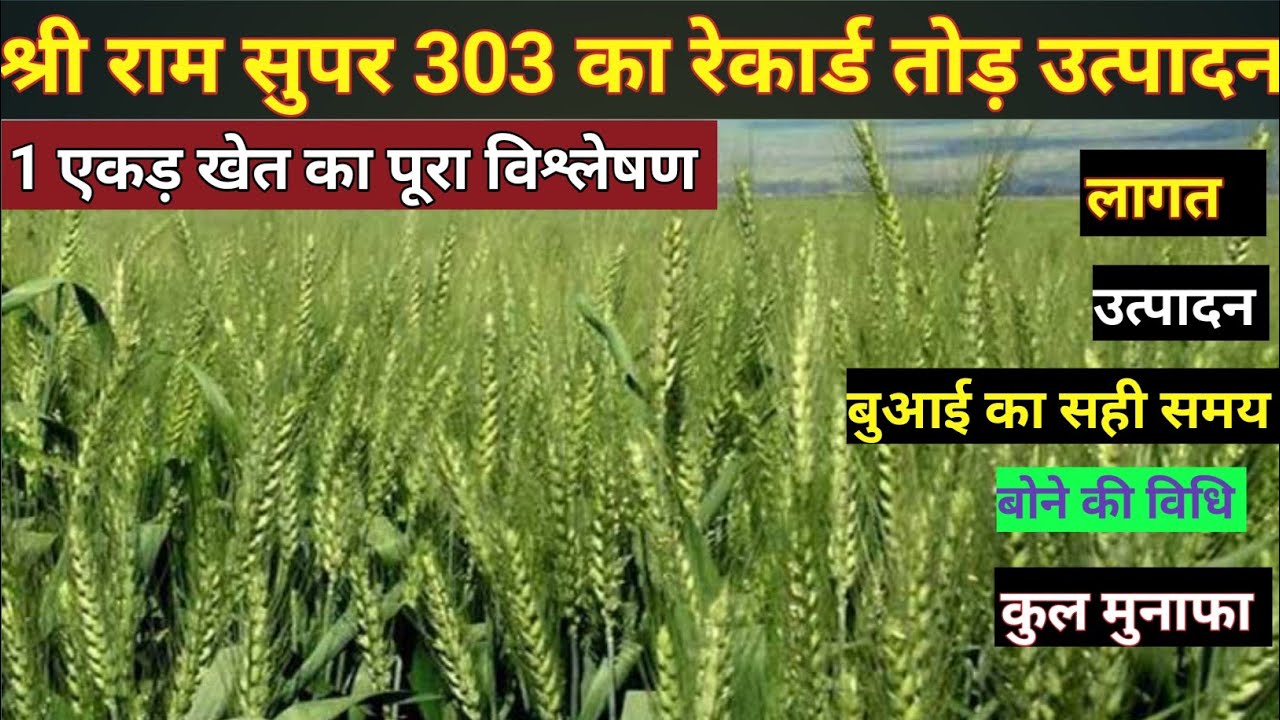 श्रीराम सुपर 303 गेहूं की पूरी जानकारी | Shree Ram Super 303 | best wheat variety | gehun ki kheti