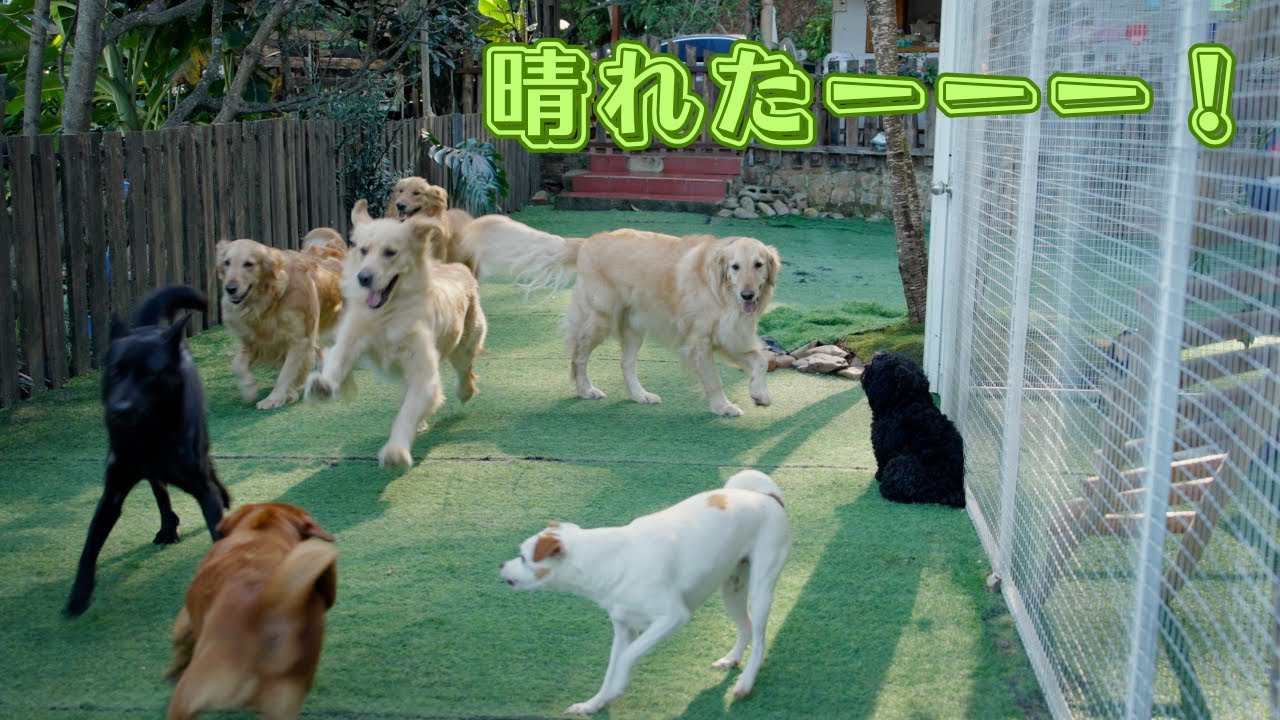 台風後の晴天で風邪が治った！標高1500mの農園で暮らす34匹の犬猫が元気復活！