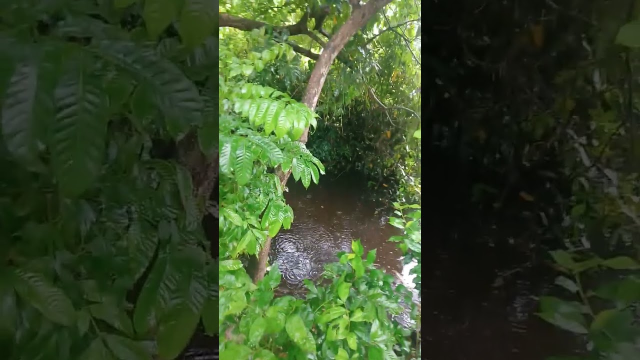 Bangladeshi village ,রোমাঞ্চকর বৃষ্টি ভরা মৌসুম । দয়া করে সাবস্ক্রাইব করে দিন।
