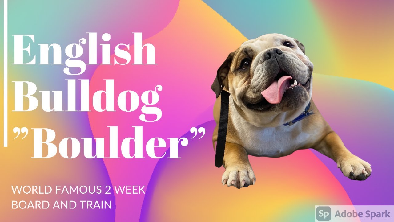 1yo Olde English Bulldog 