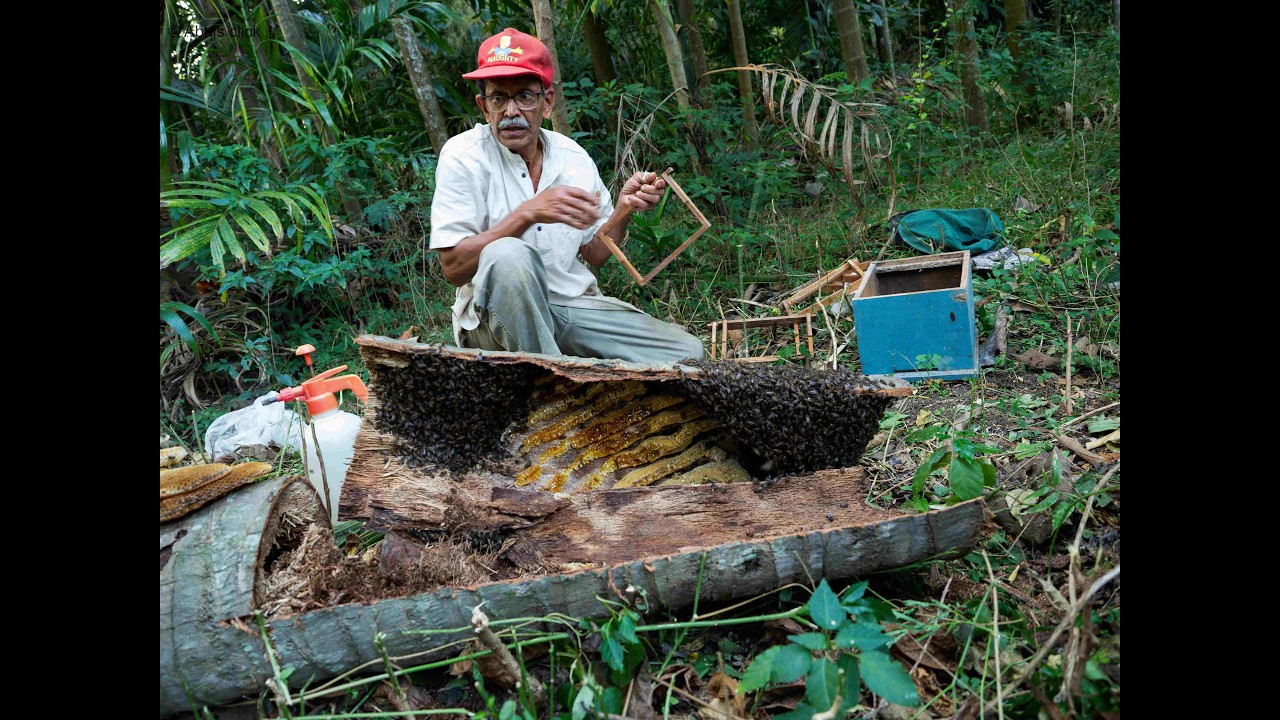 From Coconut Tree to Bee Box | Live Honey Bee Colony Transfer