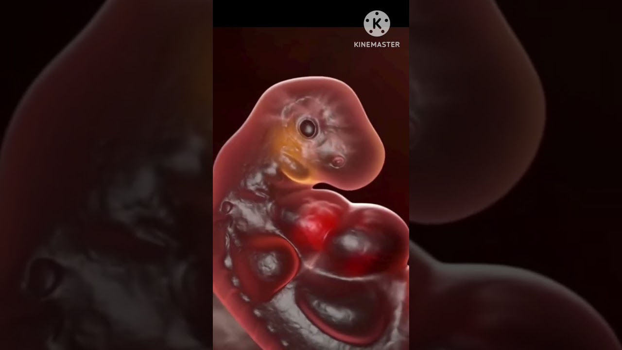 IVF /infertility treatment/IVF- Step by Step process /#youtubeshorts #ivf #infertility #ivfsuccess