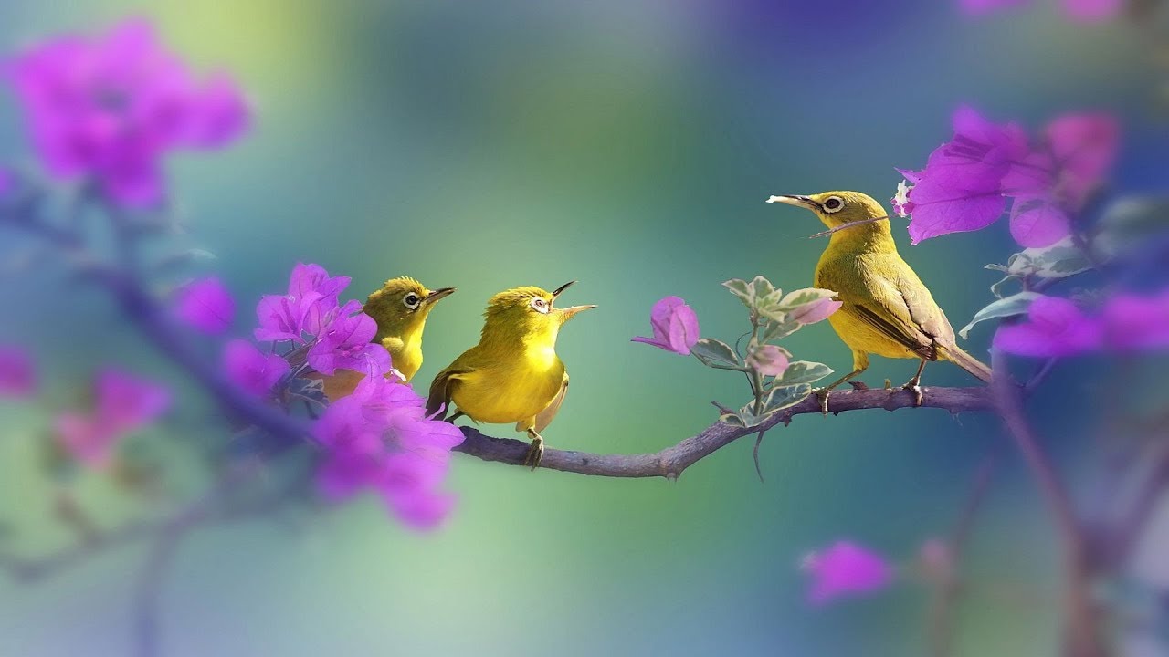 ⊱✿🐦The Song of Nature  -  Gomer Edwin Evans 🐦✿⊱