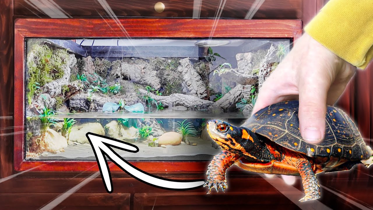 How To Build The ULTIMATE Spotted Turtle Tank!