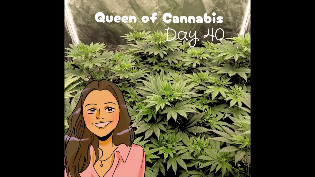 Indoor Weed Grow: Queen of Weed Grow Tagebuch Report - Tag 40